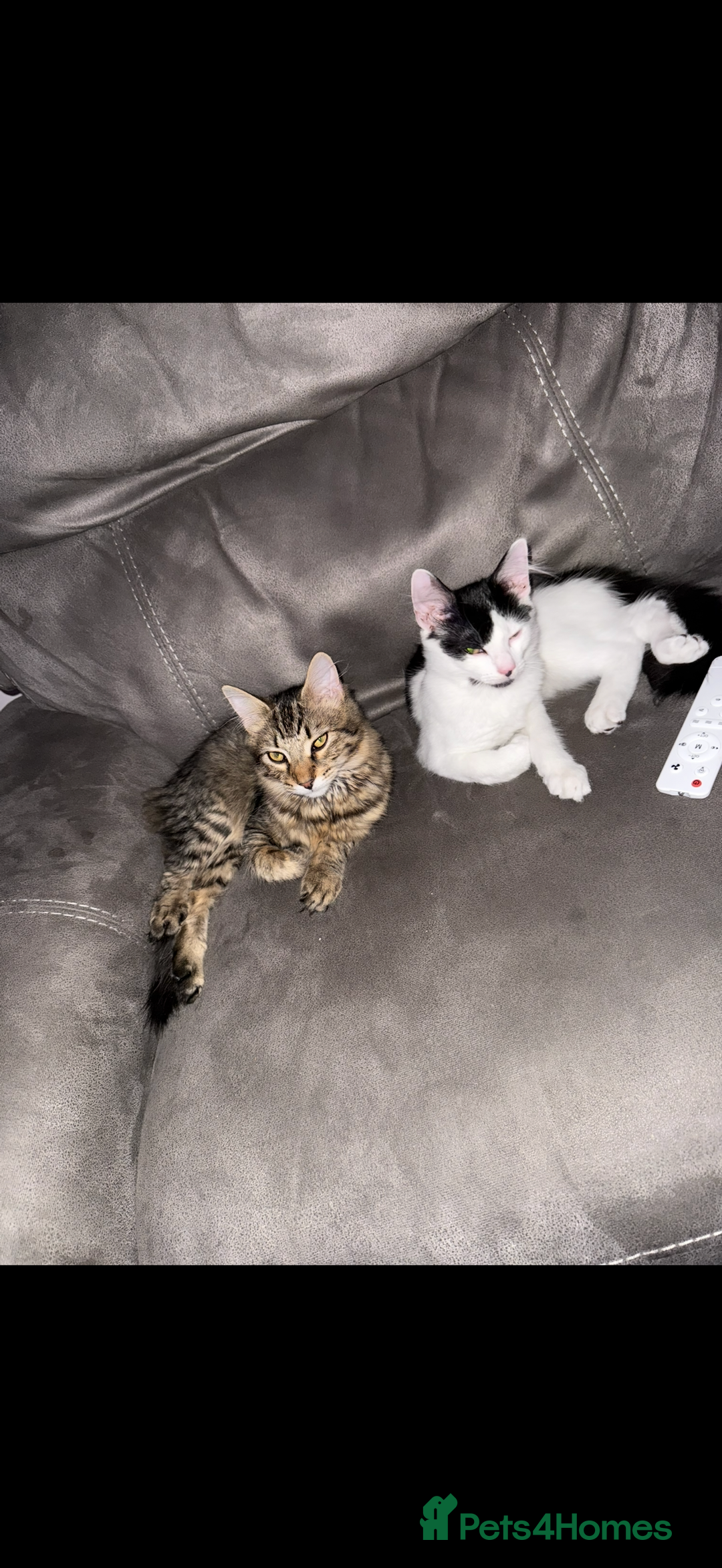 Mixed Breed cats for sale: Looking for our forever home - Advert 1