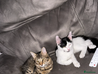 Mixed Breed cats Looking for our forever home - Advert 1