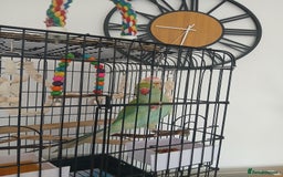 Parrots birds for sale: Indian ring neck  - Image 2