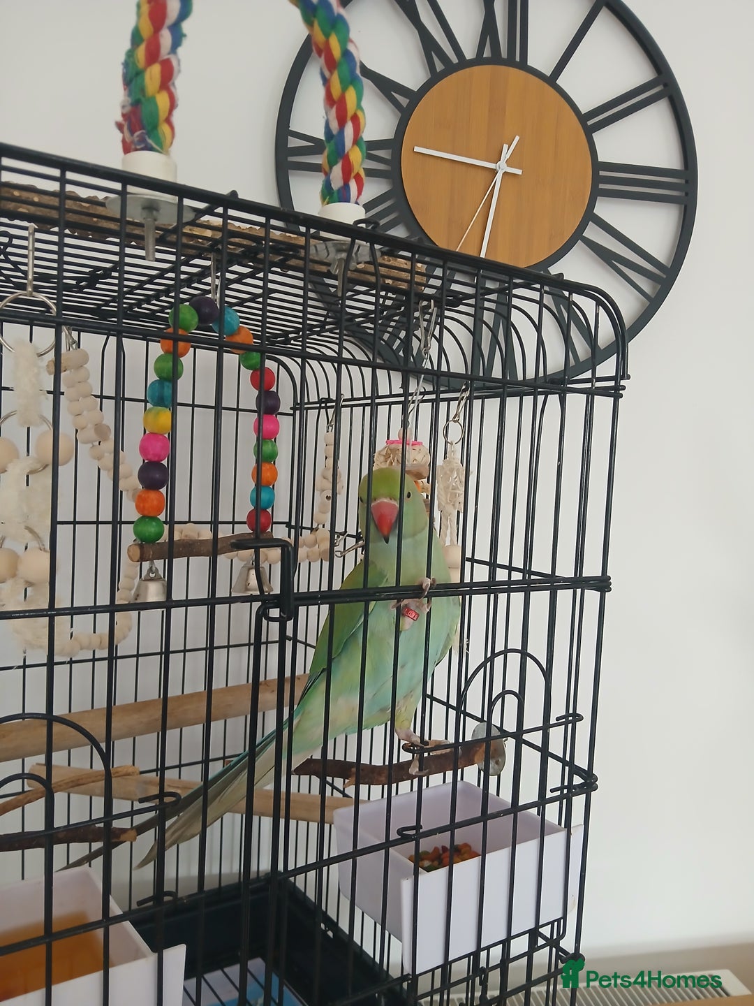 Parrots birds for sale: Indian ring neck  - Image 2