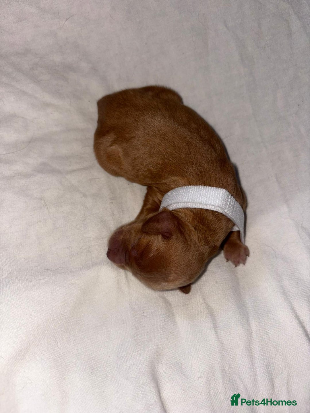 Cockapoo dogs for sale: STUNNING F1 COCKAPOO PUPPIES 2 FEMALES LEFT - Advert 7