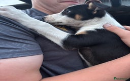 Mixed Breed dogs for sale: 6 collie cross kelpie pups  - Image 8