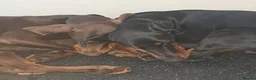 Dobermann dogs for sale: Adult doberman girl - Advert 4