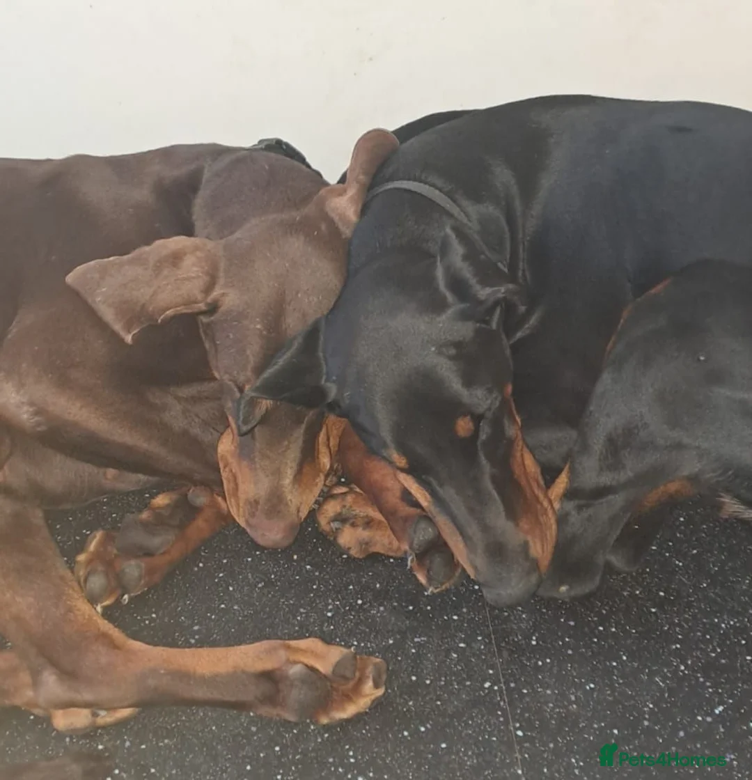 Dobermann dogs for sale: Adult doberman girl - Advert 4