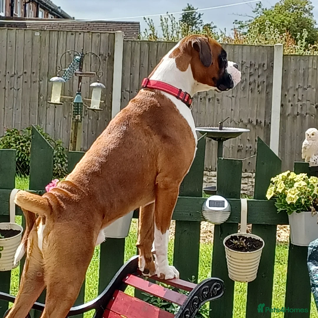 Boxer dogs for stud: Boris the boxer for stud - Advert 3