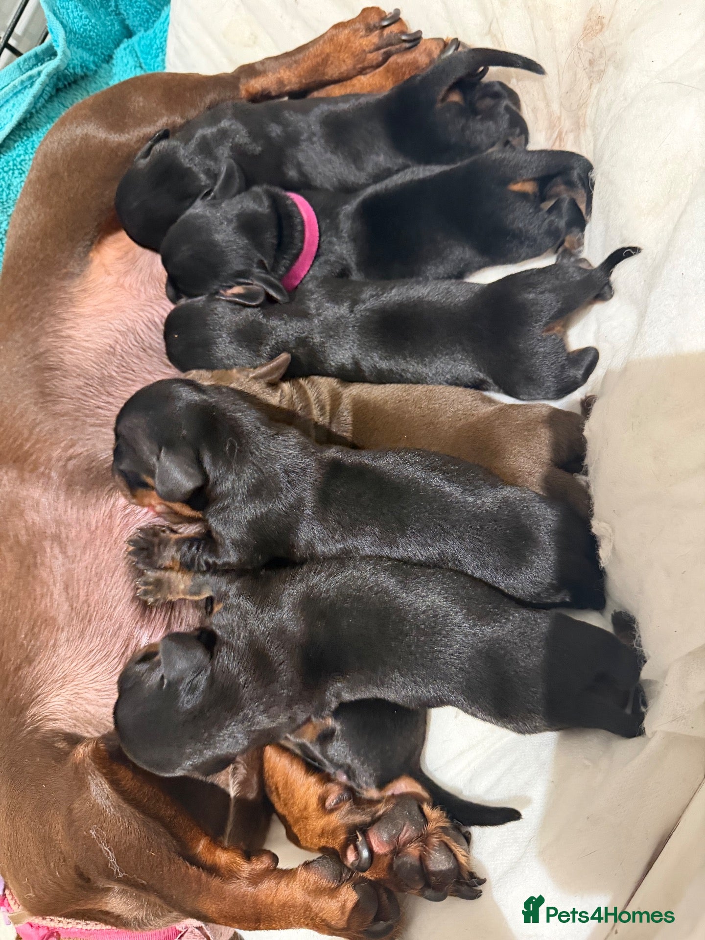 Miniature Dachshund dogs for sale: Miniature dachshund  - Advert 15
