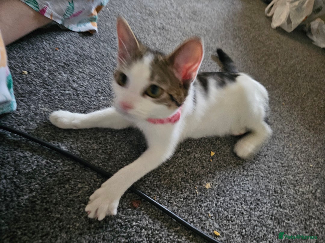 British Shorthair cats for sale: Female 6 month kitten  - Image 3