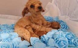 Toy Poodle dogs for sale: Tiny kc puppies,DNA&Genetic tested parents  - Image 27