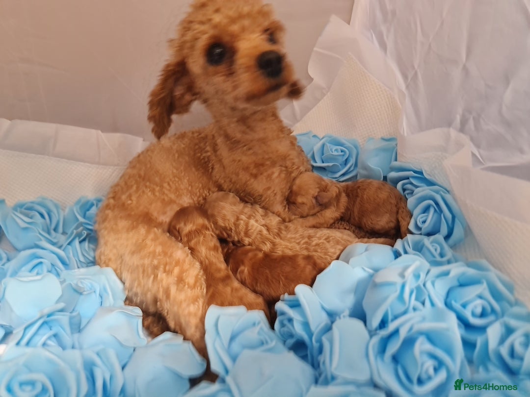 Toy Poodle dogs for sale: Tiny kc puppies,DNA&Genetic tested parents  - Image 27