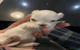 Chihuahua dogs for sale: Two white Chihuahua puppies  - Image 15