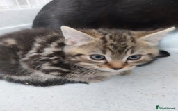 British Shorthair cats for sale: BBSH +British tabby shorthair in Manchester - Image 11