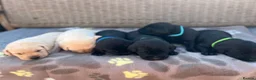 Labrador Retriever dogs for sale: Exquisite KC FTCH Labrador Puppies - Advert 8