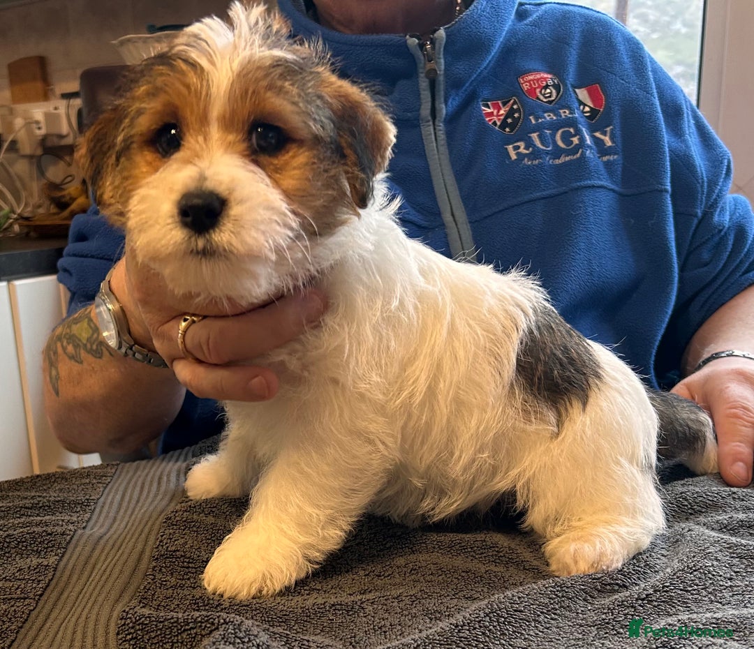 Jack Russell dogs for sale: Pedigree Jack Russell Terriers - Image 24