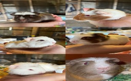Guinea Pig rodents for sale: Baby Crested Guinea Pigs - Image 1