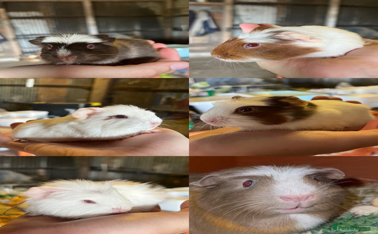 Guinea Pig rodents - Advert 14