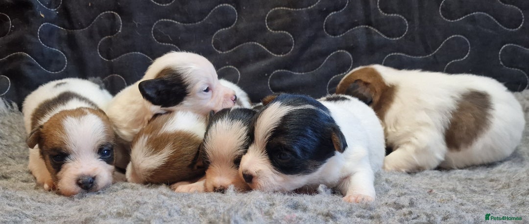 Jack Russell dogs for sale: kC Reg Jack Russell Pups, DNA Health Tested - Image 29