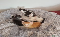 Mixed Breed cats for sale: Ragdoll Turkish angora mix  - Image 1