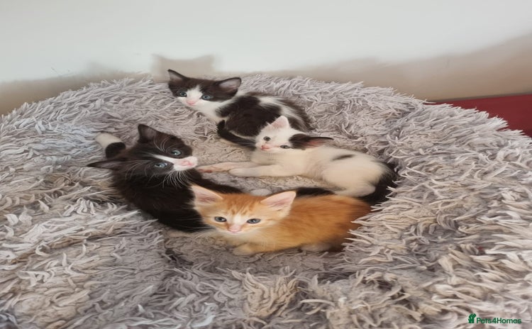 Mixed Breed cats - Advert 9