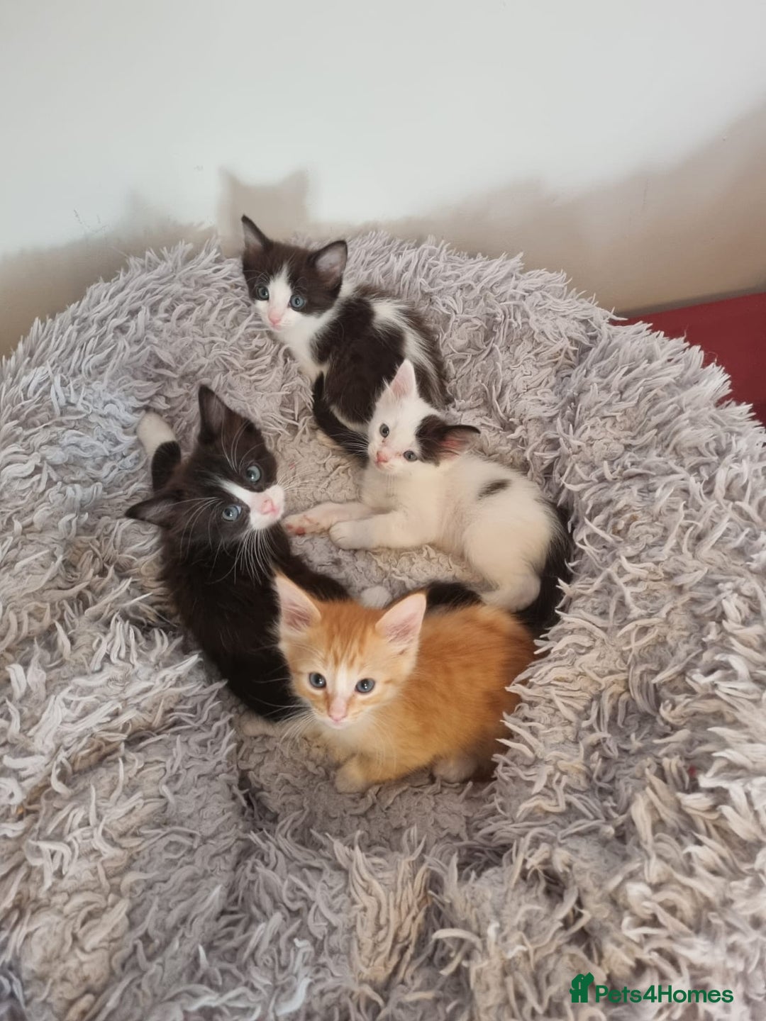 Mixed Breed cats for sale: Ragdoll Turkish angora mix  - Image 1