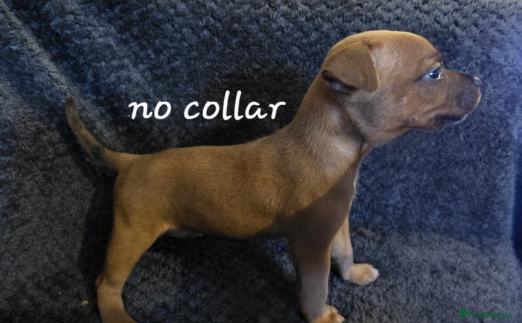 Staffordshire Bull Terrier dogs - Advert 3