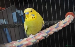 Budgerigars birds for sale: Budgies  - Image 5