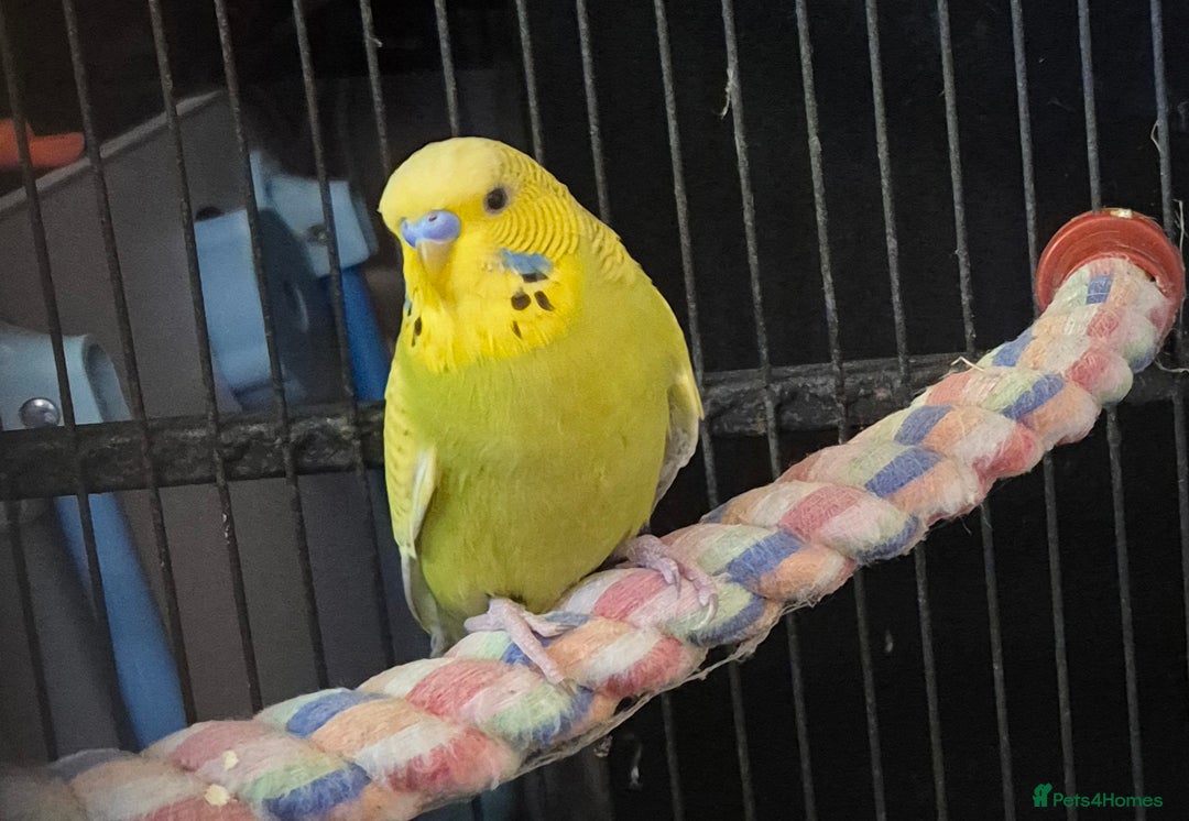 Budgerigars birds for sale: Budgies  - Image 5