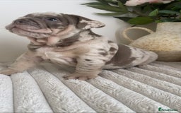 English Bulldog dogs for sale: Top quality English bulldog puppies  - Image 18