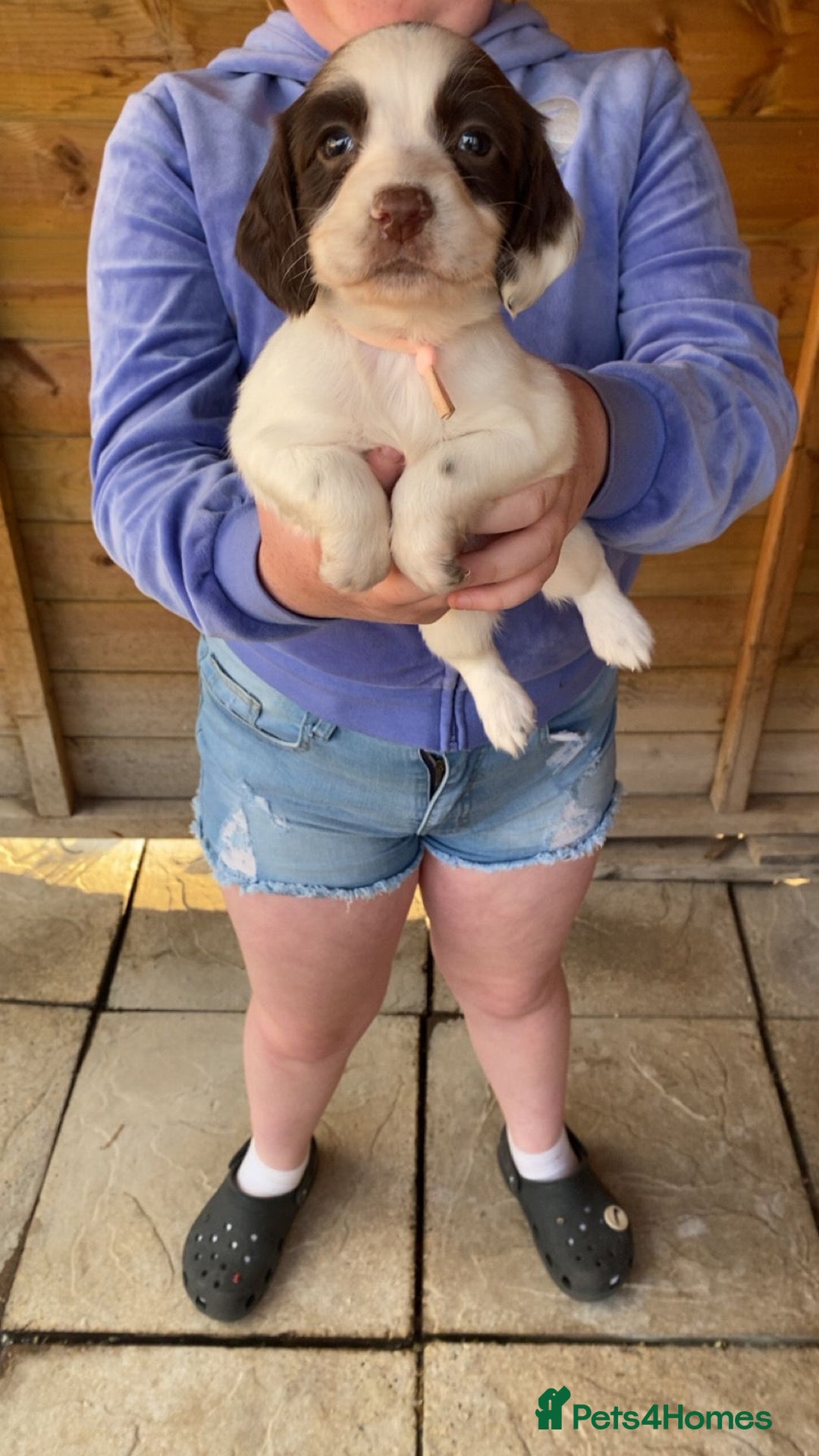 English Springer Spaniel dogs for sale: Beautiful litter of English springer spaniel pups - Image 3