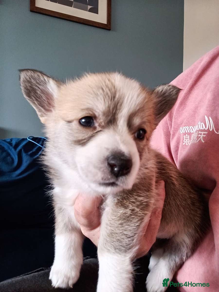 Welsh Corgi Pembroke dogs Welsh Pembroke Corgi puppy's for sale - Advert 13