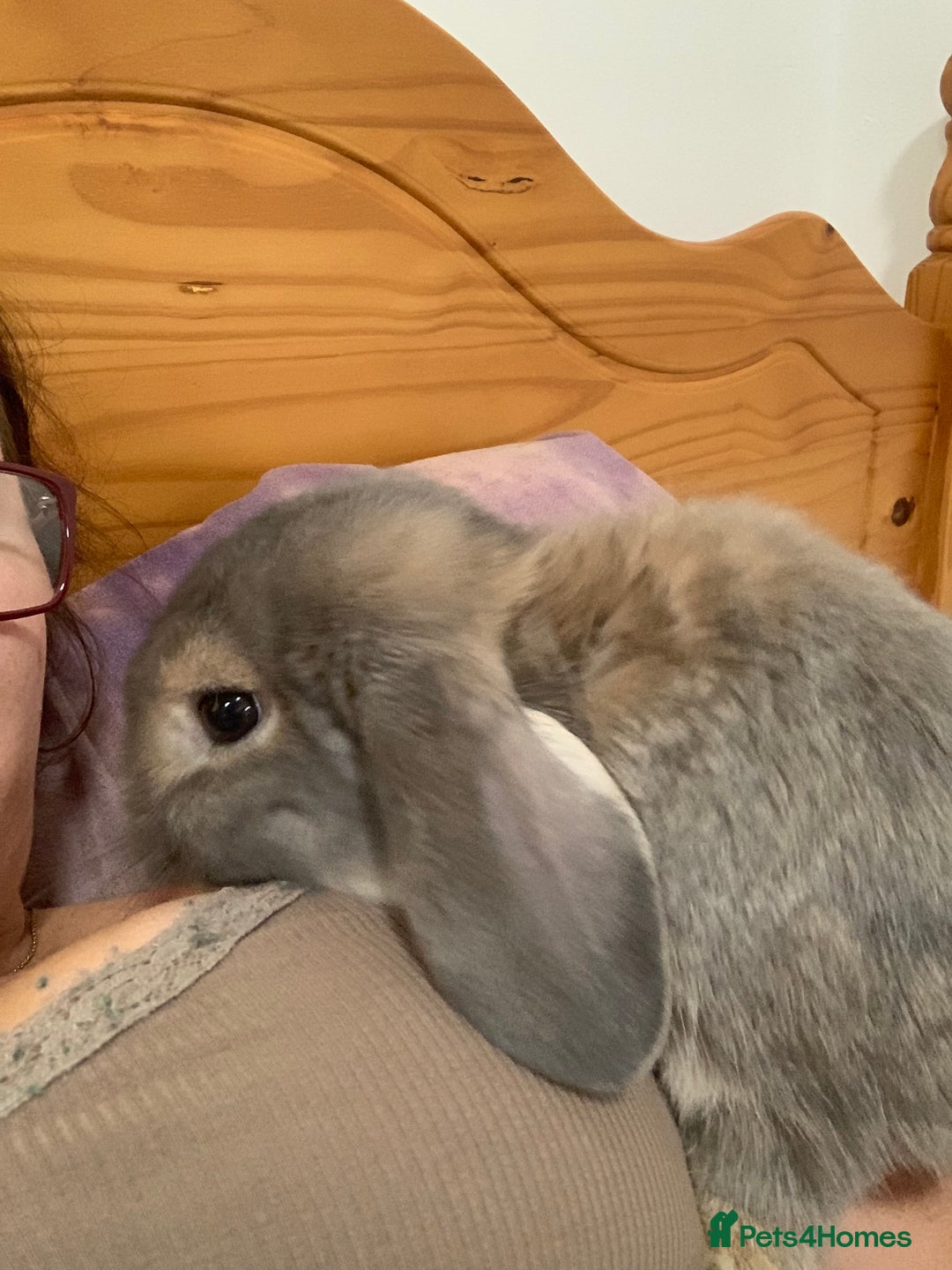 Mini Lop rabbits for sale: mr archie  - Advert 4