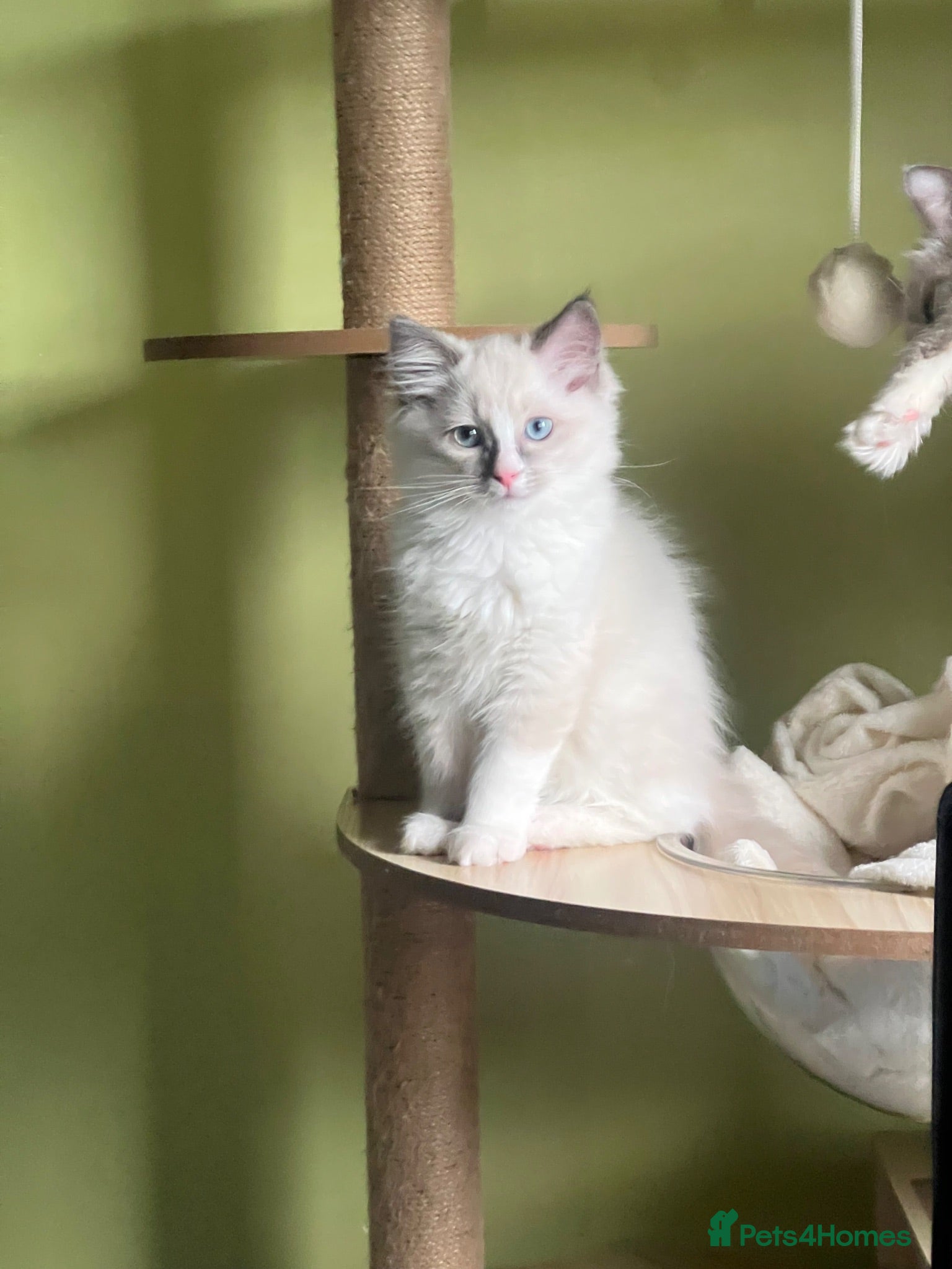 Ragdoll cats Male ragdoll - Advert 17