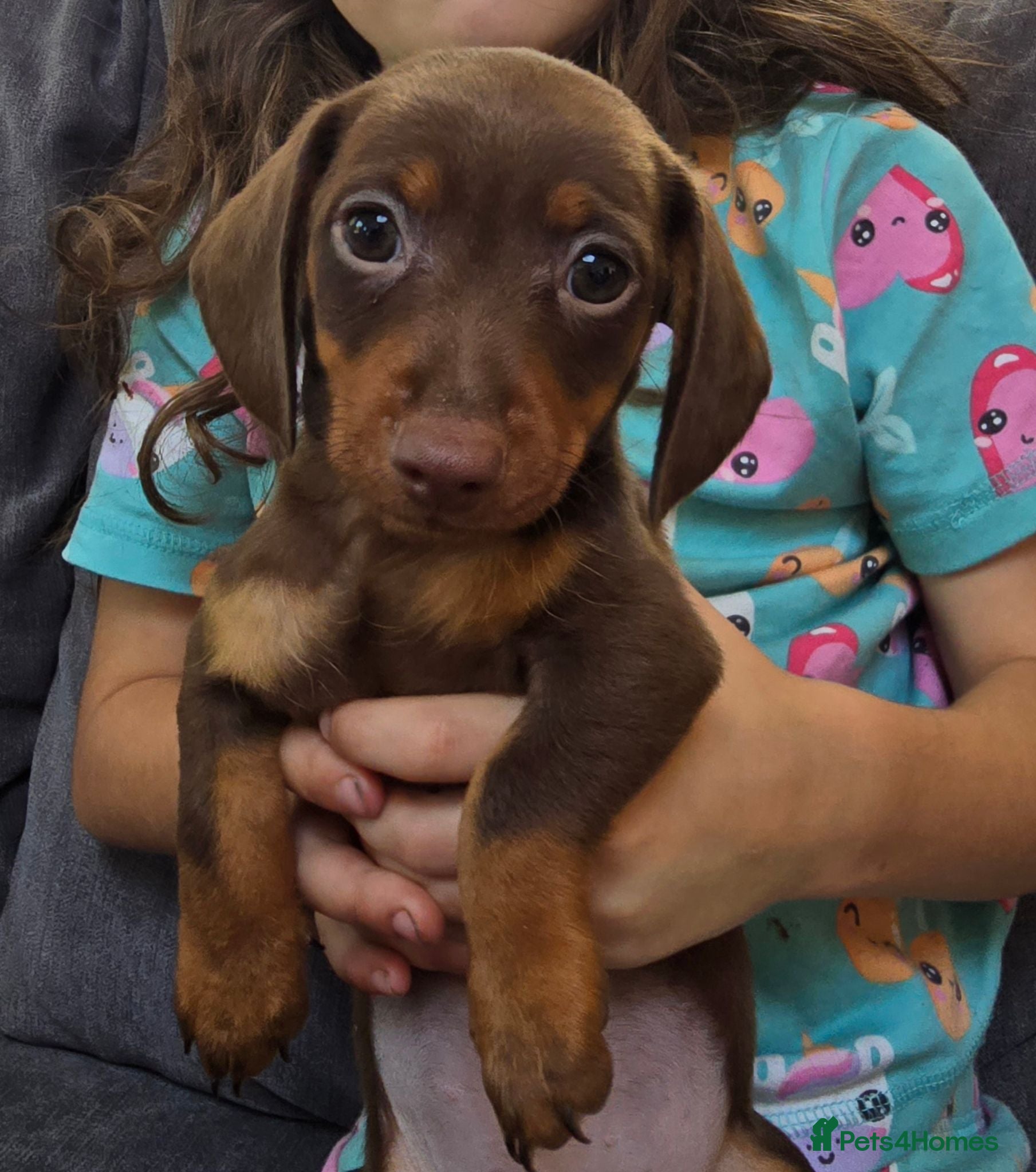 Dachshund dogs READY NOW 3 LEFT sausage pups dachshund  - Advert 1