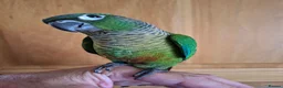 Conures birds for sale: Pineaplle, greencheek, and yellow sided conures  - Advert 8