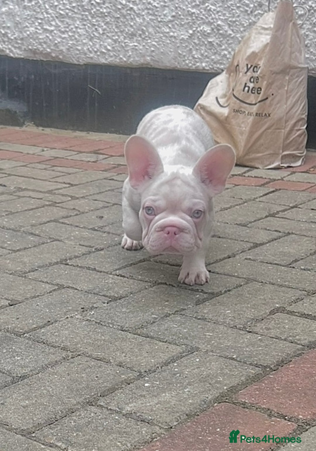 French Bulldog dogs for sale: KC reg 4 panel health test + DNA Male Frenchie Pup - Advert 1