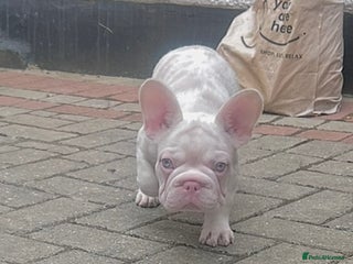 French Bulldog dogs KC reg 4 panel health test + DNA Male Frenchie Pup - Advert 1