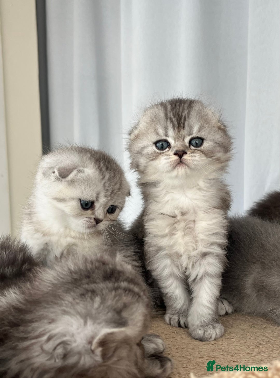 Scottish Fold cats for sale: Adorable Scottish Fold Kittens  - Image 31