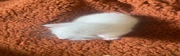 Mixed Breed cats for sale: Adorable kittens looking for forever homes - Advert 18