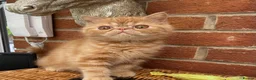 Exotic cats for sale: 💙Beautiful Exotic Shorthair Boy Kittens💙 - Advert 17