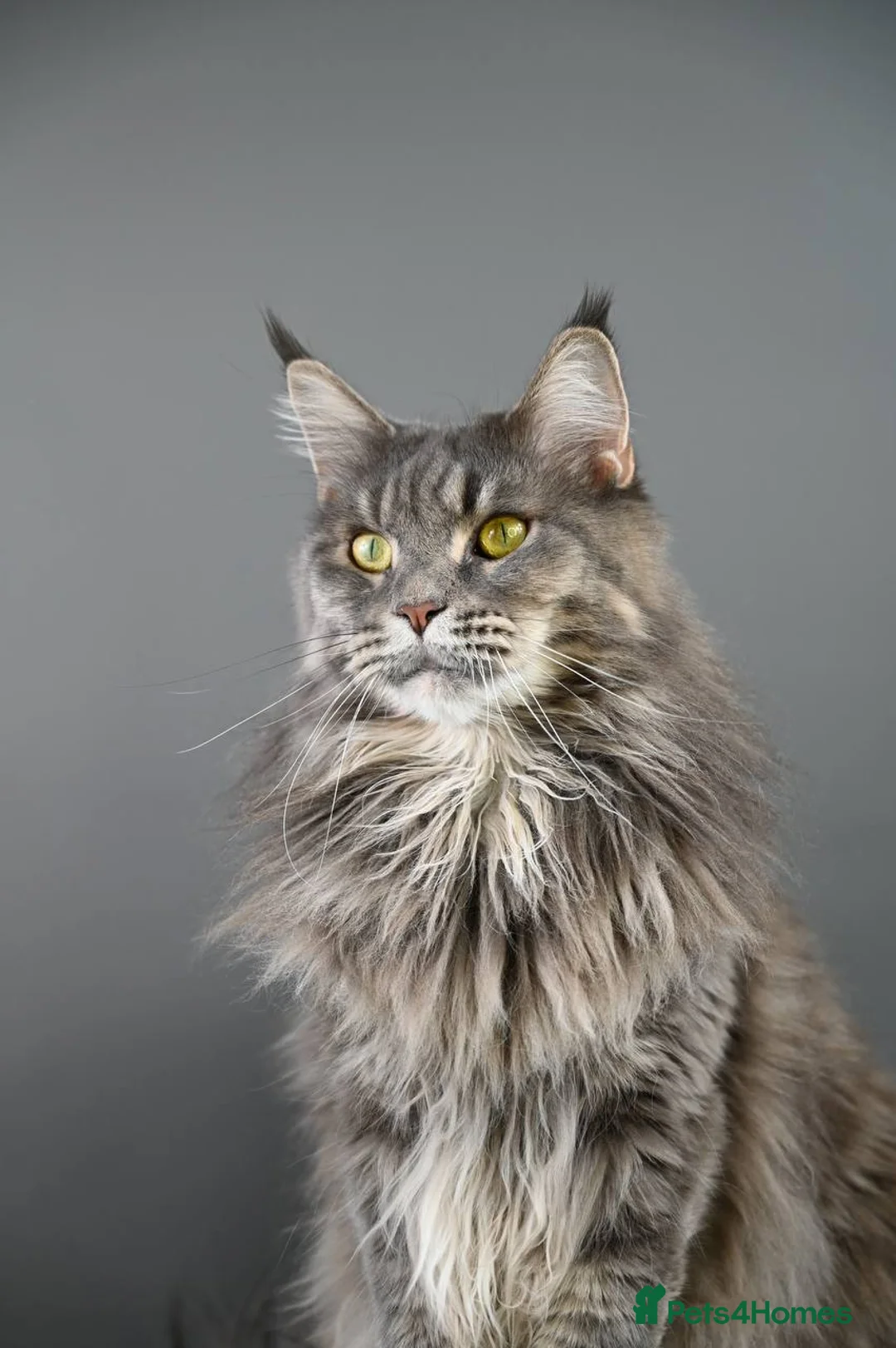 Maine Coon cats for sale: 3 Unique Kittens available - TICA registered  - Advert 2