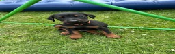 Dobermann dogs for sale: Champion Bloodline Doberman Puppies - Advert 24
