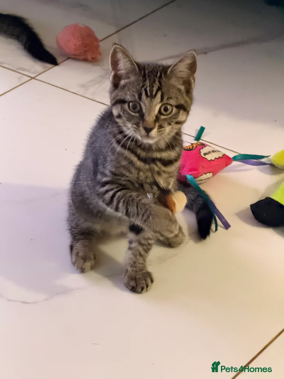 Mixed Breed cats for sale: Beautiful Maine Coon–type kittens available. - Advert 3