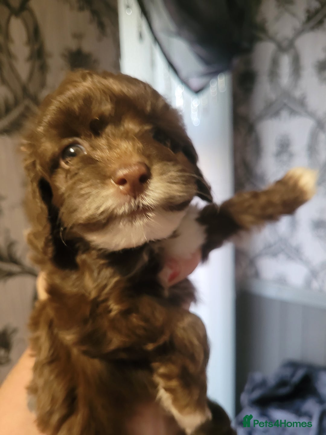 Cockapoo dogs for sale: Cockapoo - Image 7