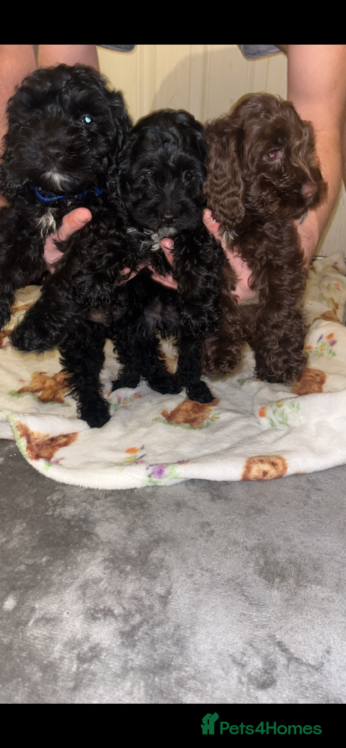 Cavapoo dogs Cavapoo puppies available to leave - Advert 8
