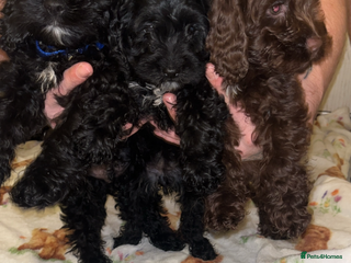 Cavapoo dogs Cavapoo puppies available to leave - Advert 8