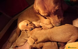 Mixed Breed dogs for sale: Vizla Labrador Puppies - Image 8