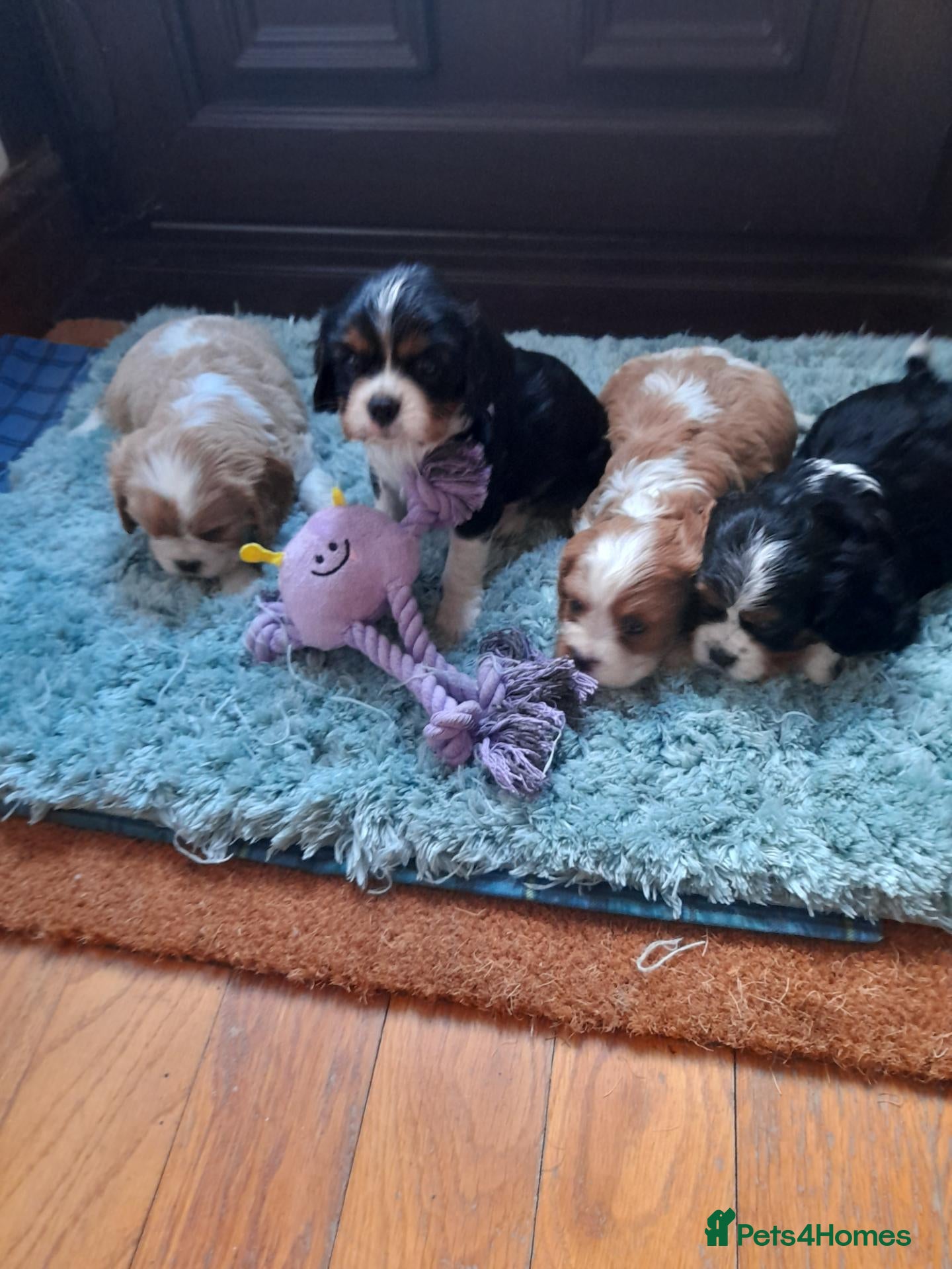 Cavalier King Charles Spaniel dogs Cavalier king charles pups - Advert 1