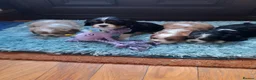 Cavalier King Charles Spaniel dogs for sale: Cavalier king charles pups - Advert 1