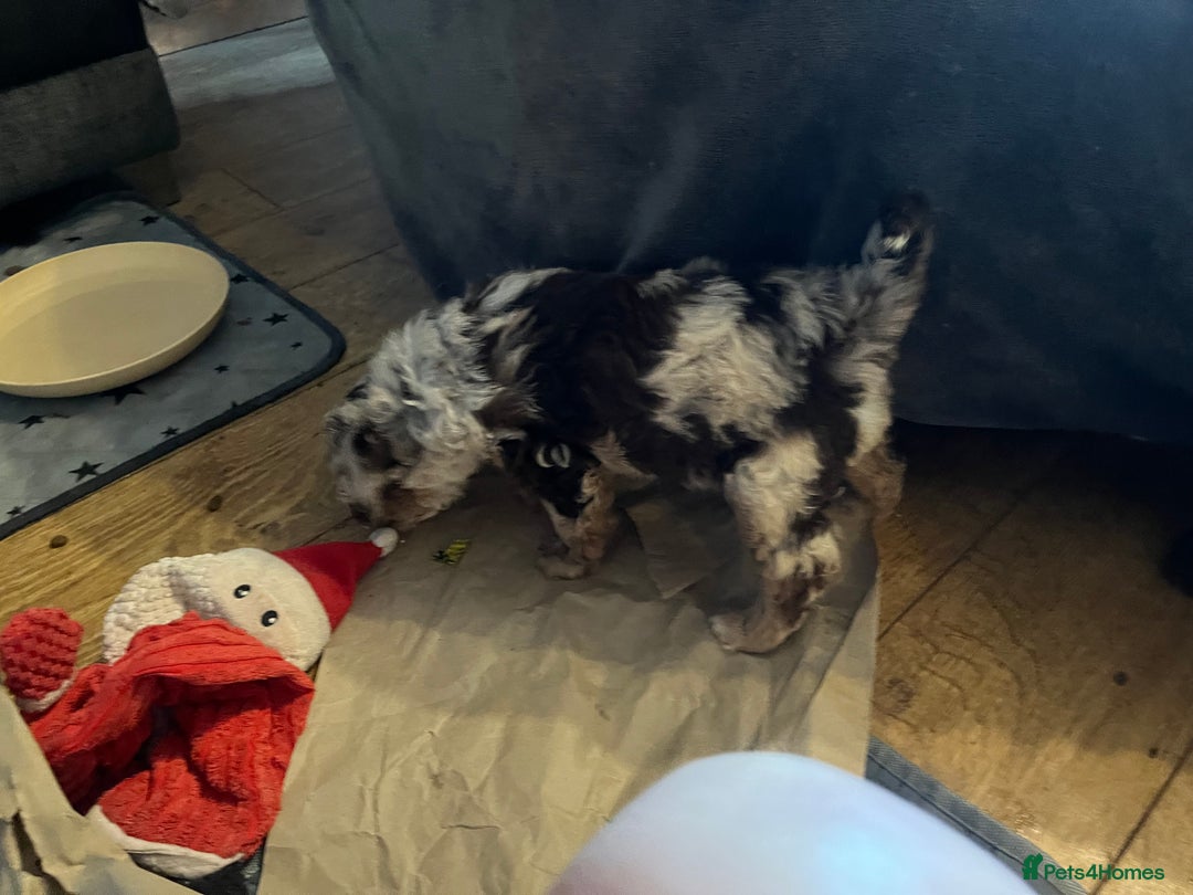 Labradoodle dogs for sale: 🐾Stunning Mini Labradoodle F1b Pups DNA Check🐾  - Image 31