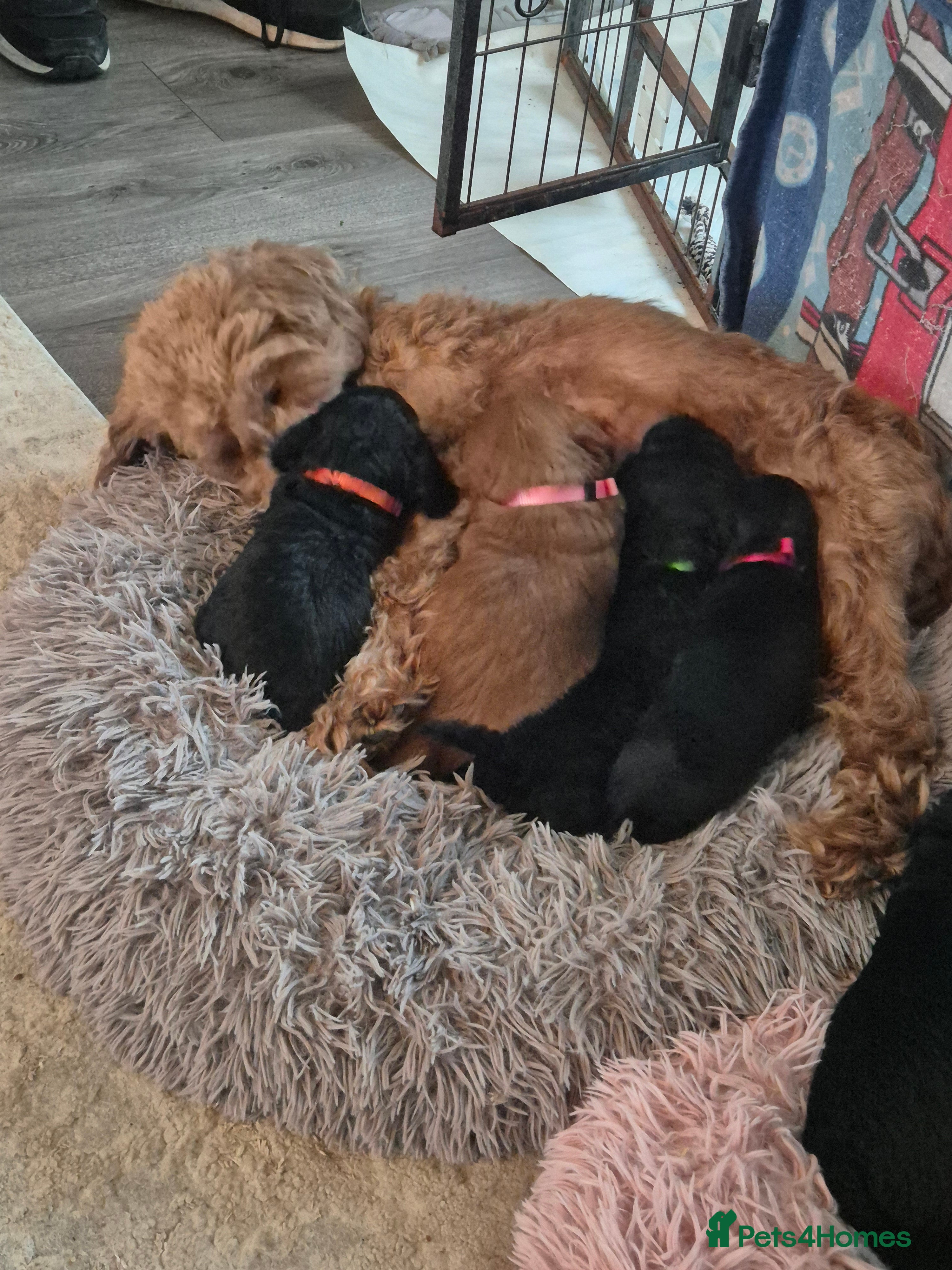 Cockapoo dogs Beautiful f2 cockapoo pups - Advert 3