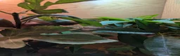 Skink reptiles for sale: Male emerald tree skink  - Advert 4